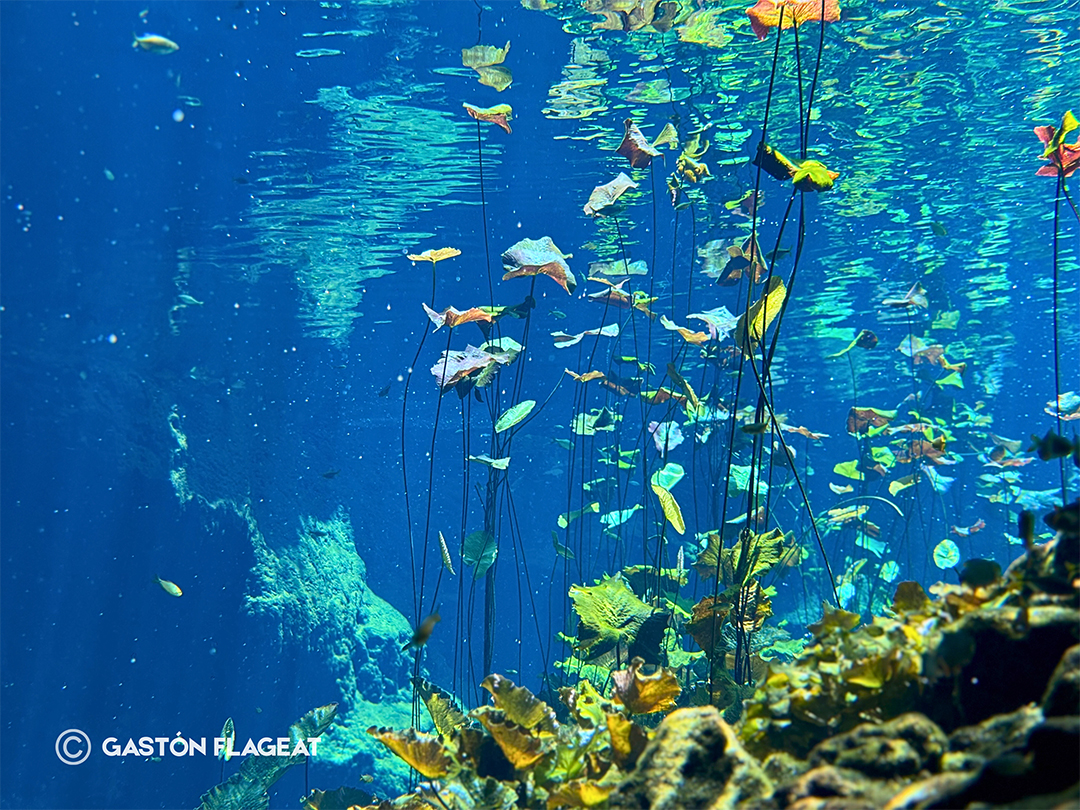 Cenote Nicte Ha
