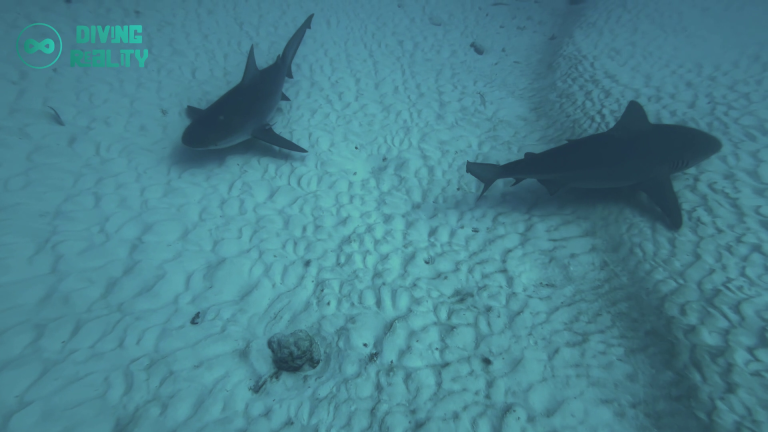BULLSHARK DIVING REALITY (1)