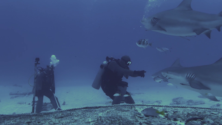BULLSHARK DIVING REALITY (10)