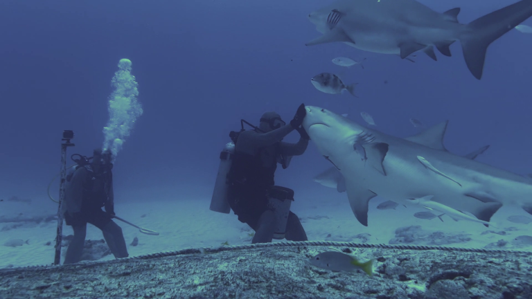BULLSHARK DIVING REALITY (11)
