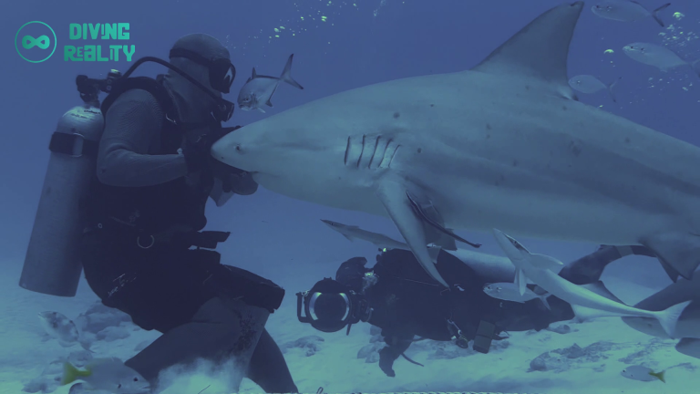 BULLSHARK DIVING REALITY (12)