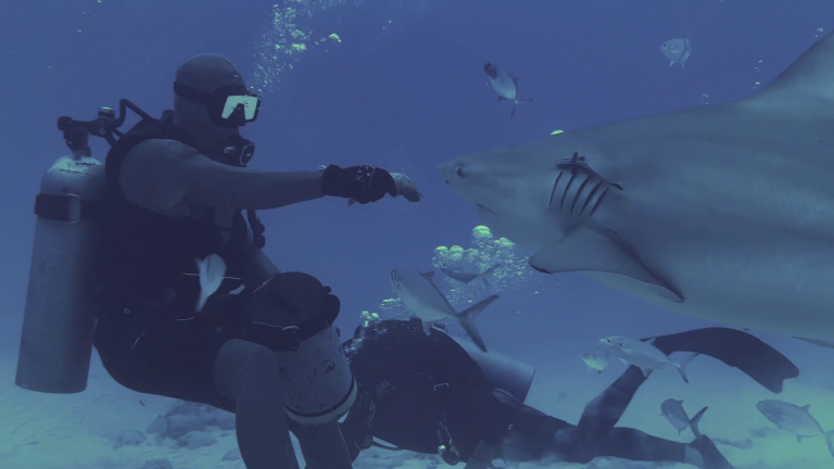 BULLSHARK DIVING REALITY (13)