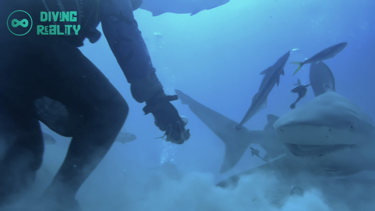 BULLSHARK DIVING REALITY (14)