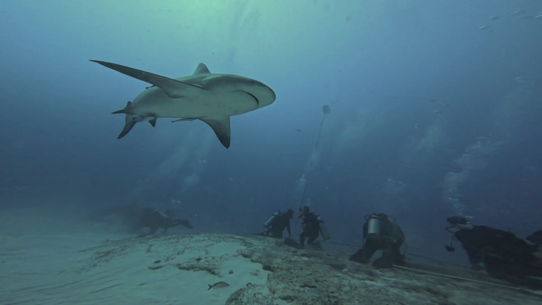 BULLSHARK DIVING REALITY (2)