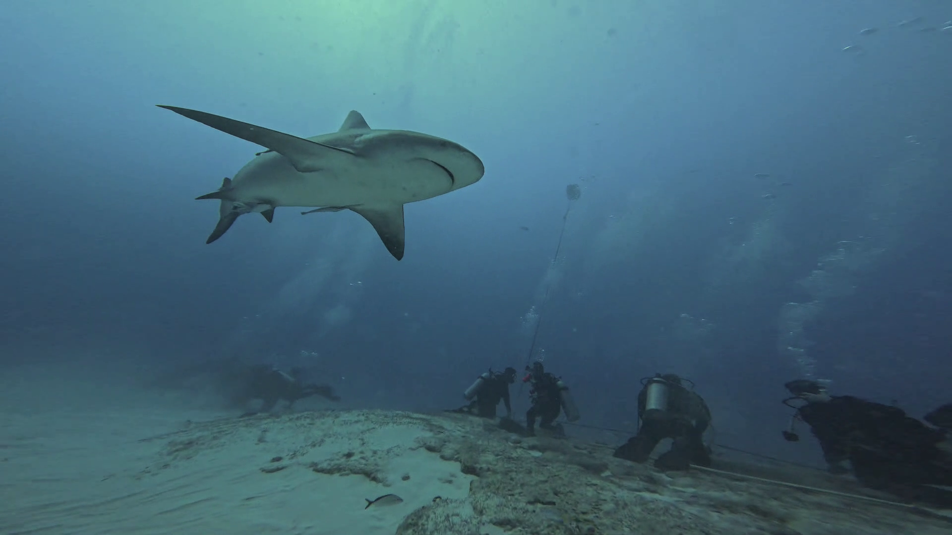 Bullshark Diving