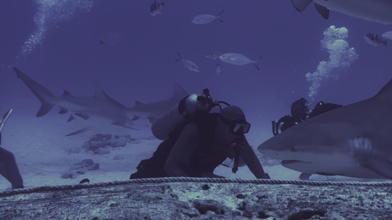 BULLSHARK DIVING REALITY (3)