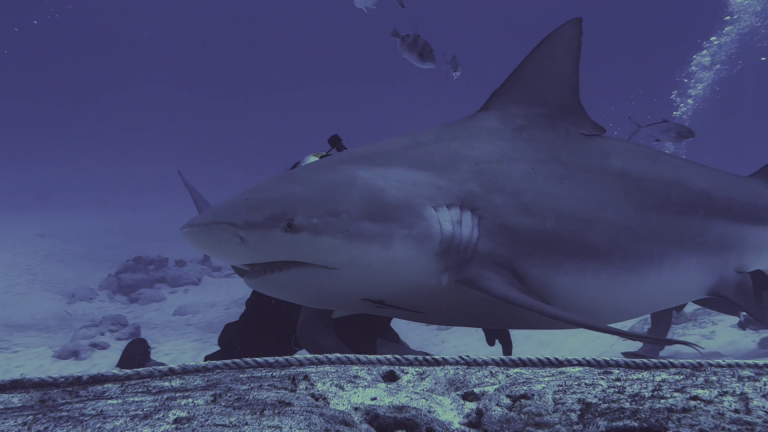 BULLSHARK DIVING REALITY (4)