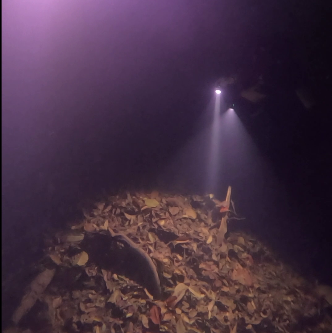 CENOTE ANGELITA (3)
