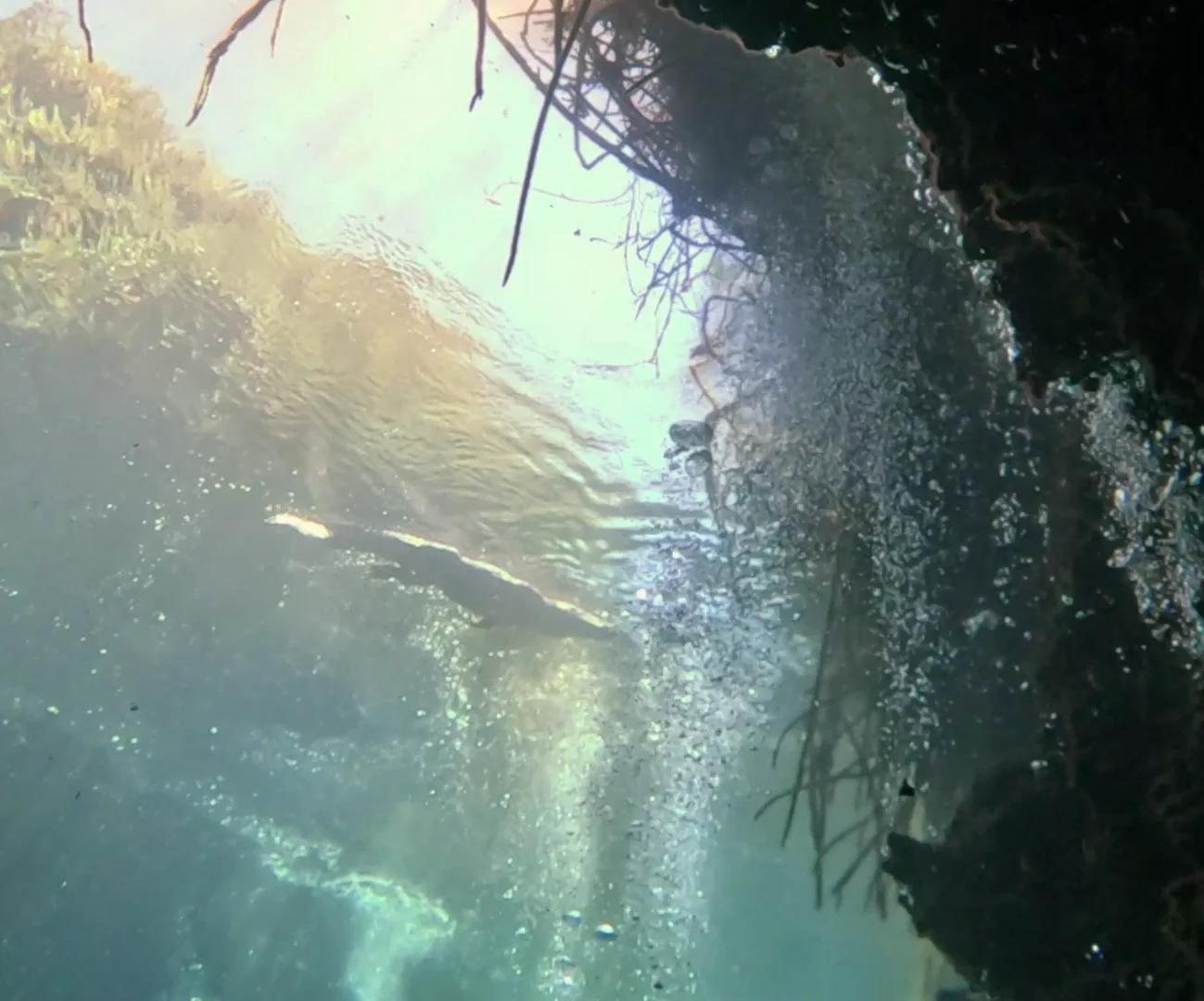 CENOTE CASA CENOTE (5)