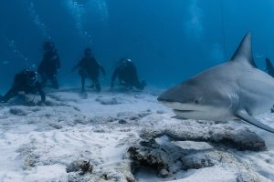 Bullshark Diving